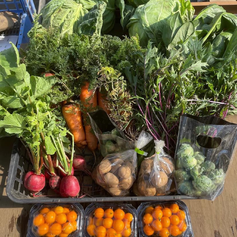 太陽をいっぱい浴びた野菜