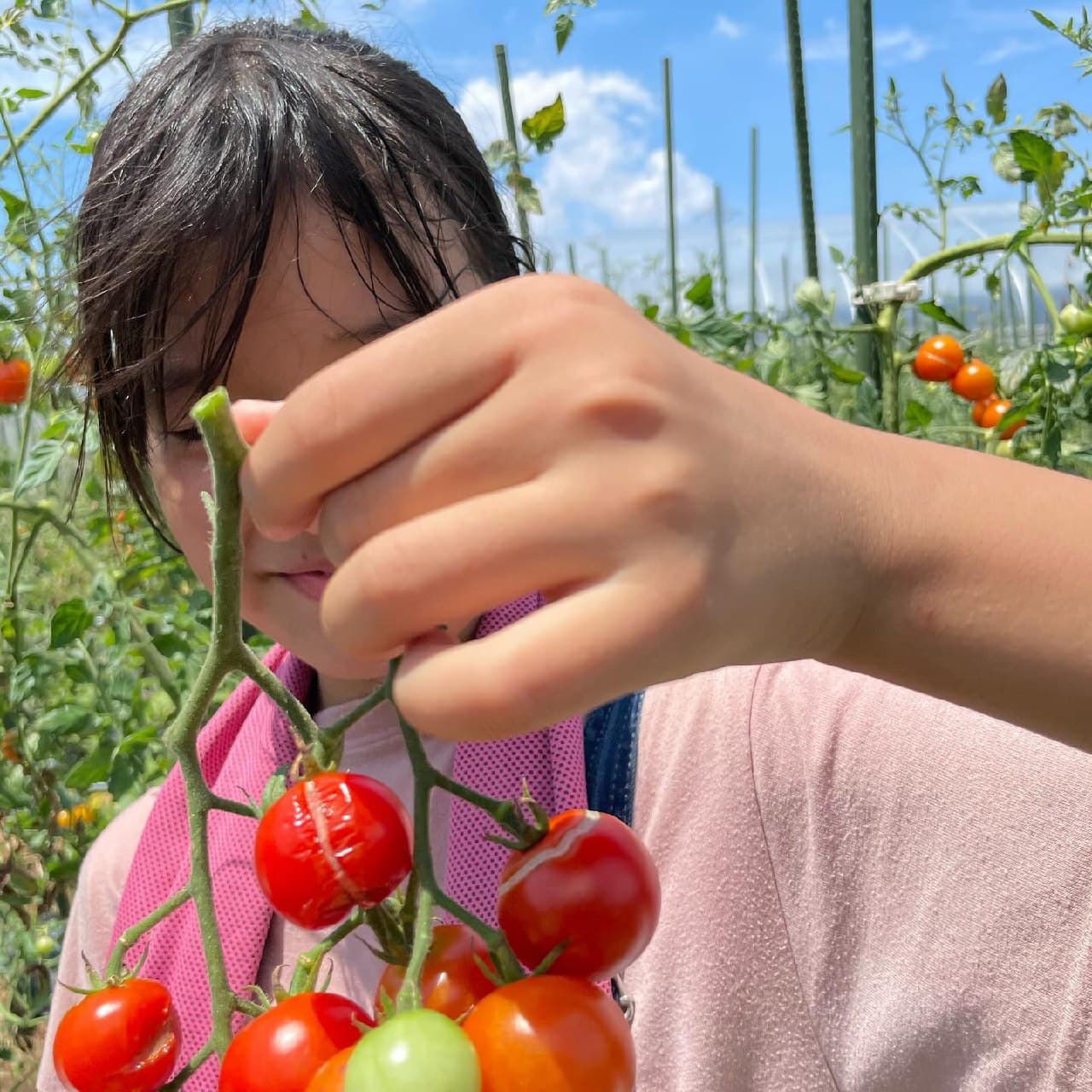 こどもと一緒に野菜を収穫 — JoyFarm