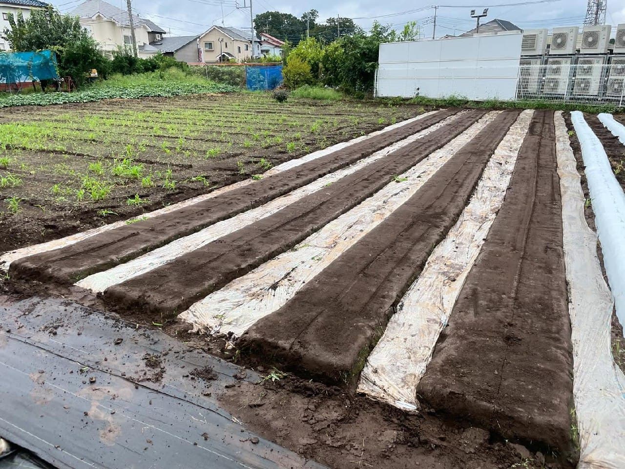 菌ちゃん農法の高畝 — JoyFarm