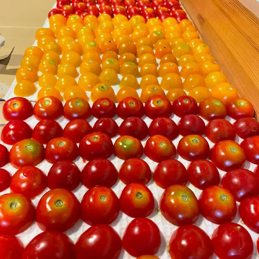 カラフルなミニトマト